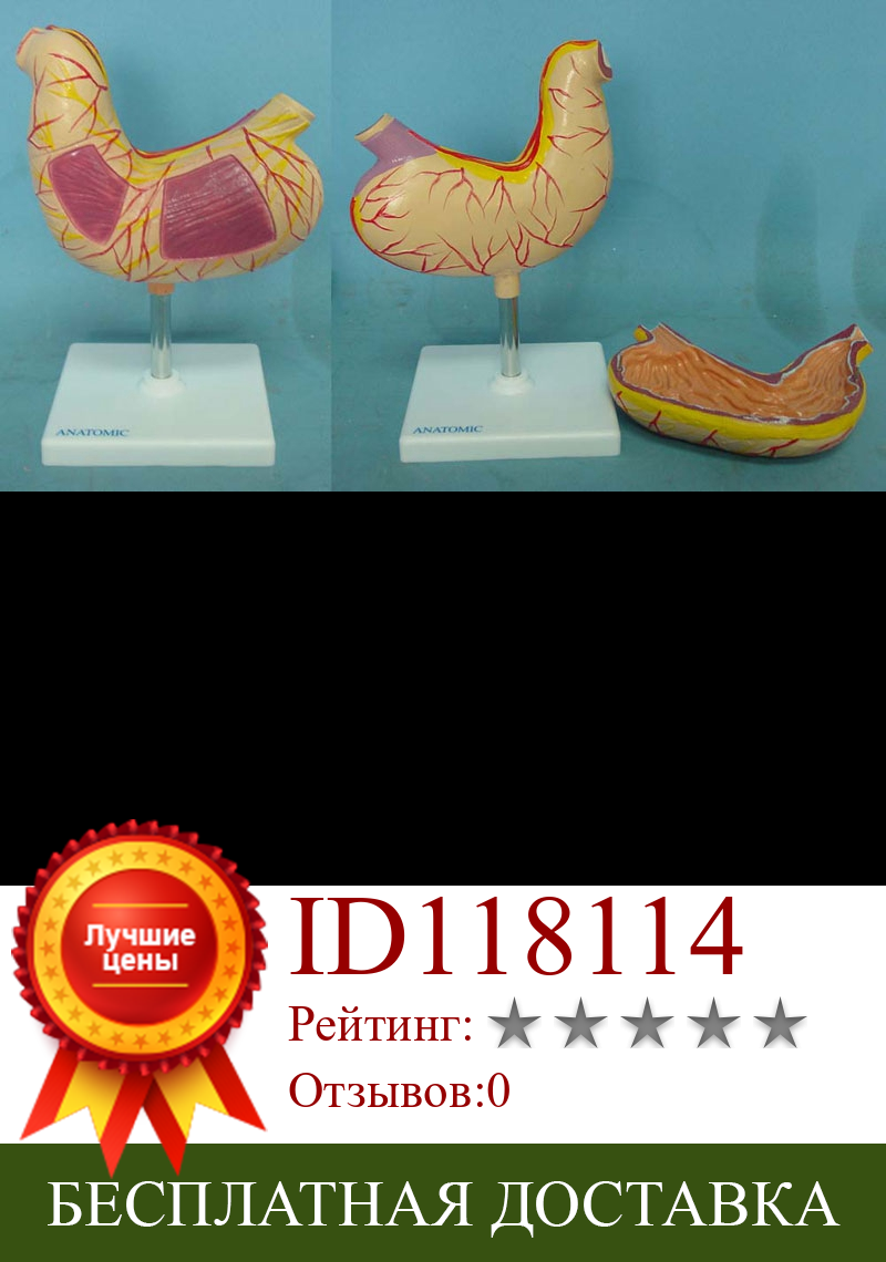 Изображение товара: Анатомическая Учебная модель человеческого желудка, медицинские образцы людей, бесплатная доставка
