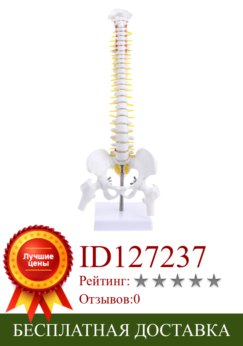 Изображение товара: SHGO HOT-45Cm гибкий 1:1 взрослых поясничного изгиба модель позвоночника человека модель скелета с позвоночника диск тазом модель используется для массажа