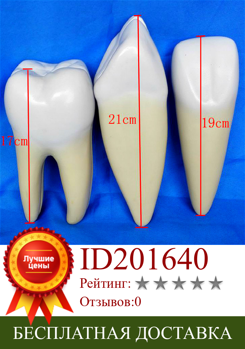 Изображение товара: Набор из 3 зубьев, анатомическая модель для обучения зубам