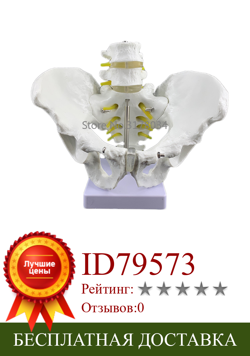 Изображение товара: Мужская анатомическая таза, каркас таза, анатомическая фотоскульптура, медицинская модель с поясничным позвоночником 18x28x23 см