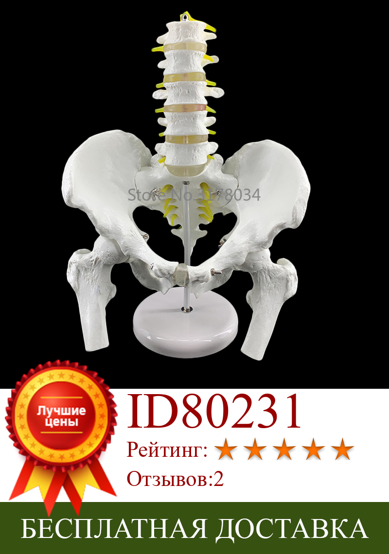 Изображение товара: Мужская анатомическая модель тазового скелета, анатомическая Анатомия черепа, модель головы тела с поясничным отдела позвоночника 18x28x23 см