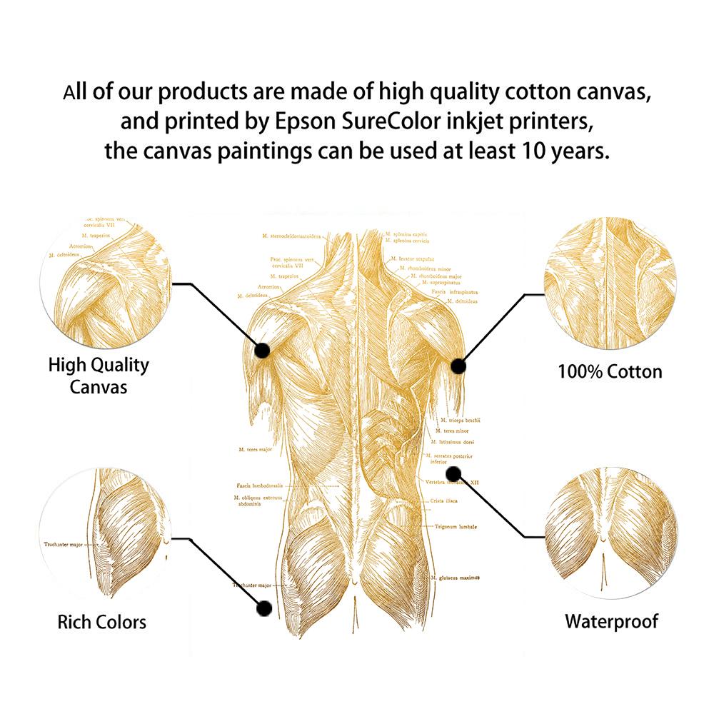 Изображение товара: Настенная Картина на холсте с изображением человеческого тела, скандинавские плакаты и принты для спортзала, настенные картины для врачей, офисный Настенный декор