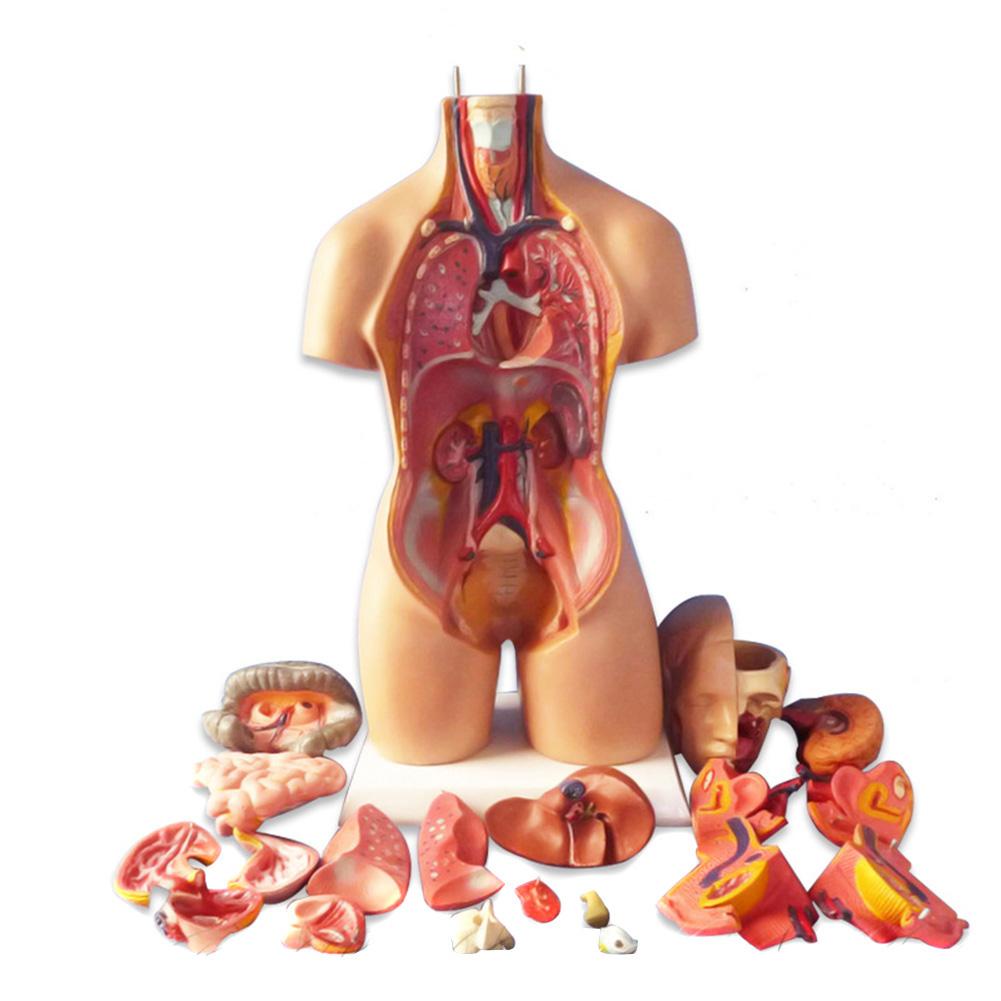 Изображение товара: Анатомическая Сборная модель человеческих органов, 4 дюйма, 1 комплект