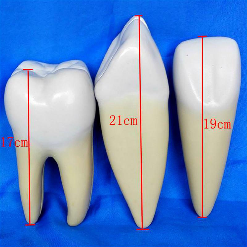 Изображение товара: Набор из 3 зубьев, анатомическая модель для обучения зубам