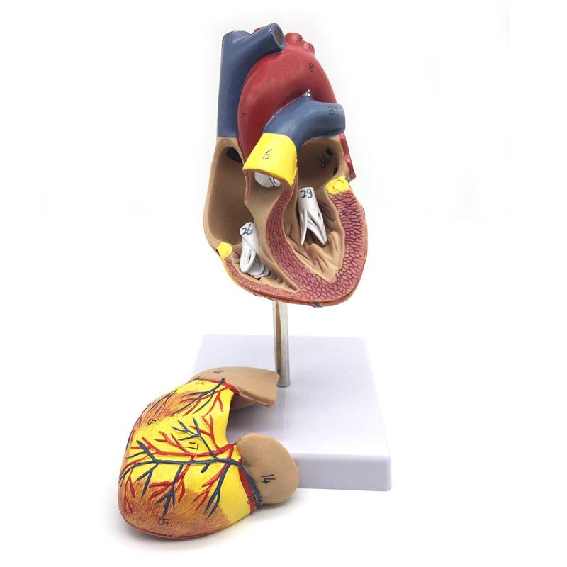 Изображение товара: 1: 1 модель сердца человека, анатомически Точная Модель сердца, жизненный размер человеческого скелета, Анатомия для учебы в классе