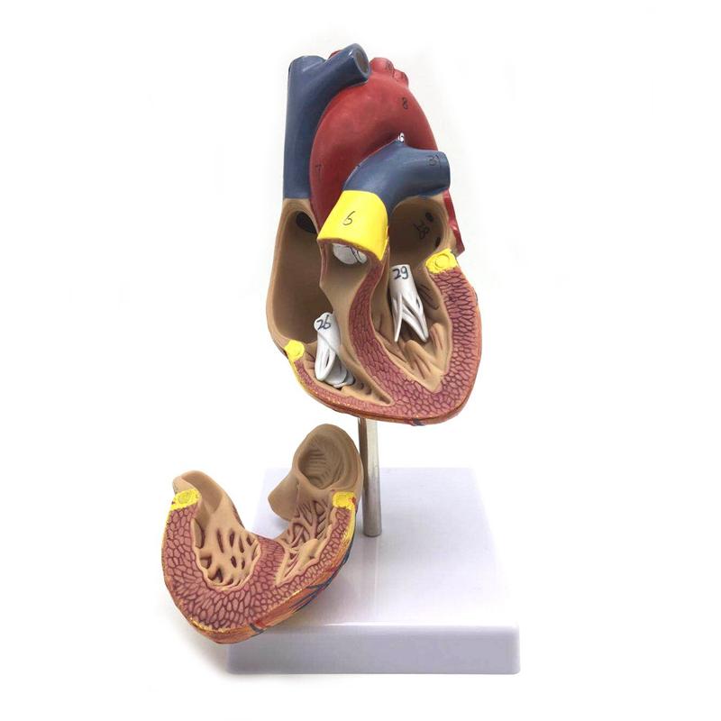 Изображение товара: 1: 1 модель сердца человека, анатомически Точная Модель сердца, жизненный размер человеческого скелета, Анатомия для учебы в классе