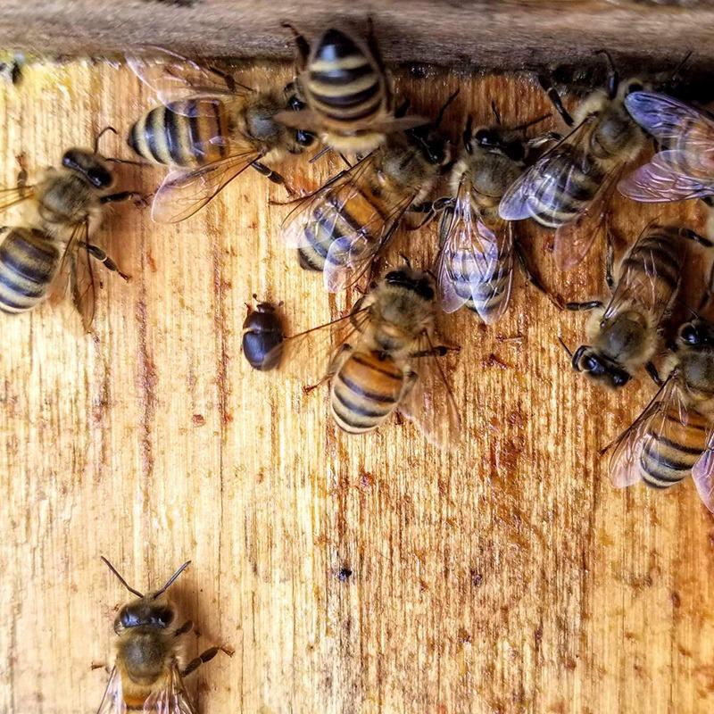 Изображение товара: 18 упаковок, прозрачные многоразовые маленькие масляные ловушки, экологически чистые и безопасные для пчел, товары для пчеловодства