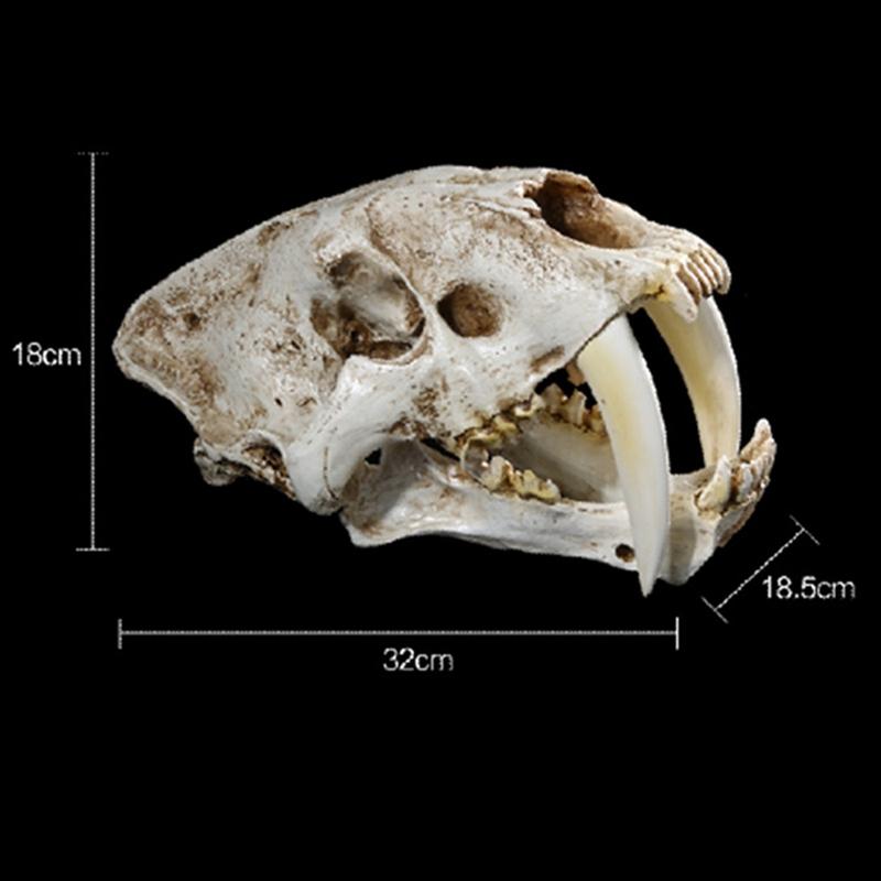 Изображение товара: Размер 1:1 американские старые животные, саблеобразный зуб, кот, тигр, Череп, Сабер, смайлик, Fatalis, образец, модель скелета животных