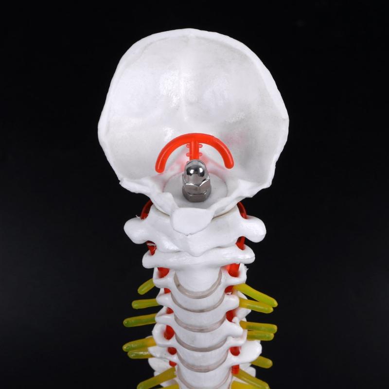 Изображение товара: SHGO HOT-45Cm гибкий 1:1 взрослых поясничного изгиба модель позвоночника человека модель скелета с позвоночника диск тазом модель используется для массажа