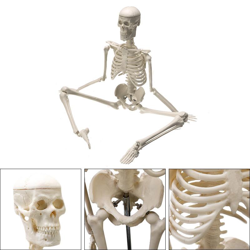 Изображение товара: Анатомическая модель человеческого скелета, 45 см, высокое качество, медицинская модель скелета
