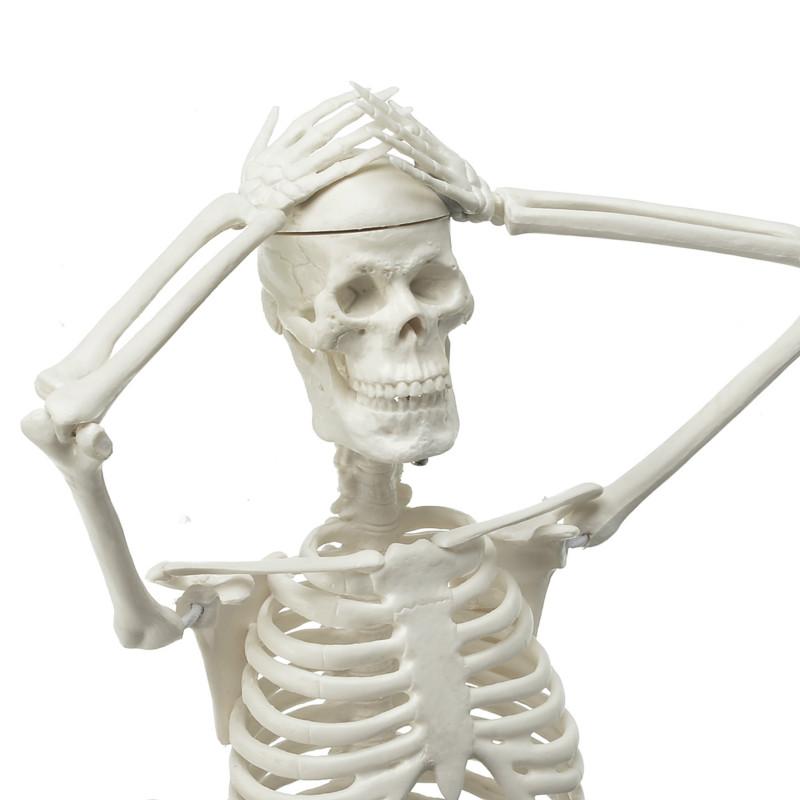 Изображение товара: Анатомическая модель человеческого скелета, 45 см, высокое качество, медицинская модель скелета