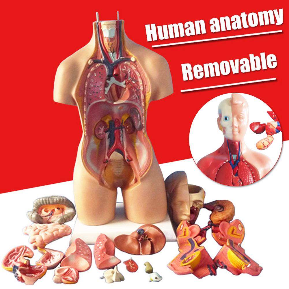 Изображение товара: 4d-модель анатомической сборки человеческих органов для преподавания, школьного образования, прочная Сборная модель из ПВХ, 28 см, UY8