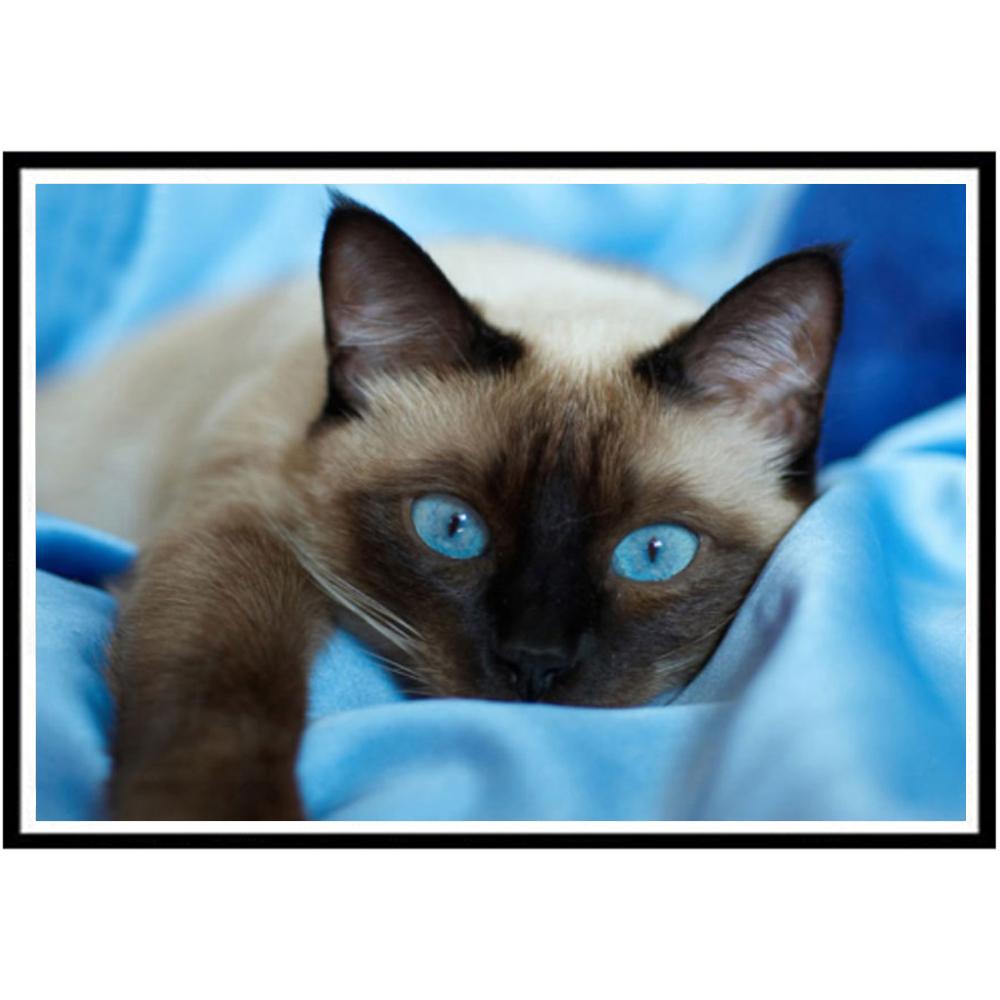 Изображение товара: 5D часть Алмазная картина животные голубые глаза кошка Сделай Сам Вышивка в форме кристалла алмаза рождественские украшения для дома подарки ручной работы