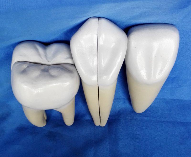 Изображение товара: Набор из 3 зубьев, анатомическая модель для обучения зубам