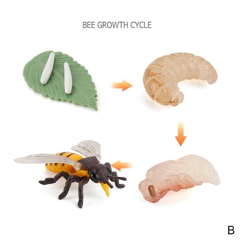 Изображение товара: Моделирование животных цикл роста Бабочка Божья коровка жизненный цикл фигурка пластиковая детская Когнитивная наука и образовательная модель