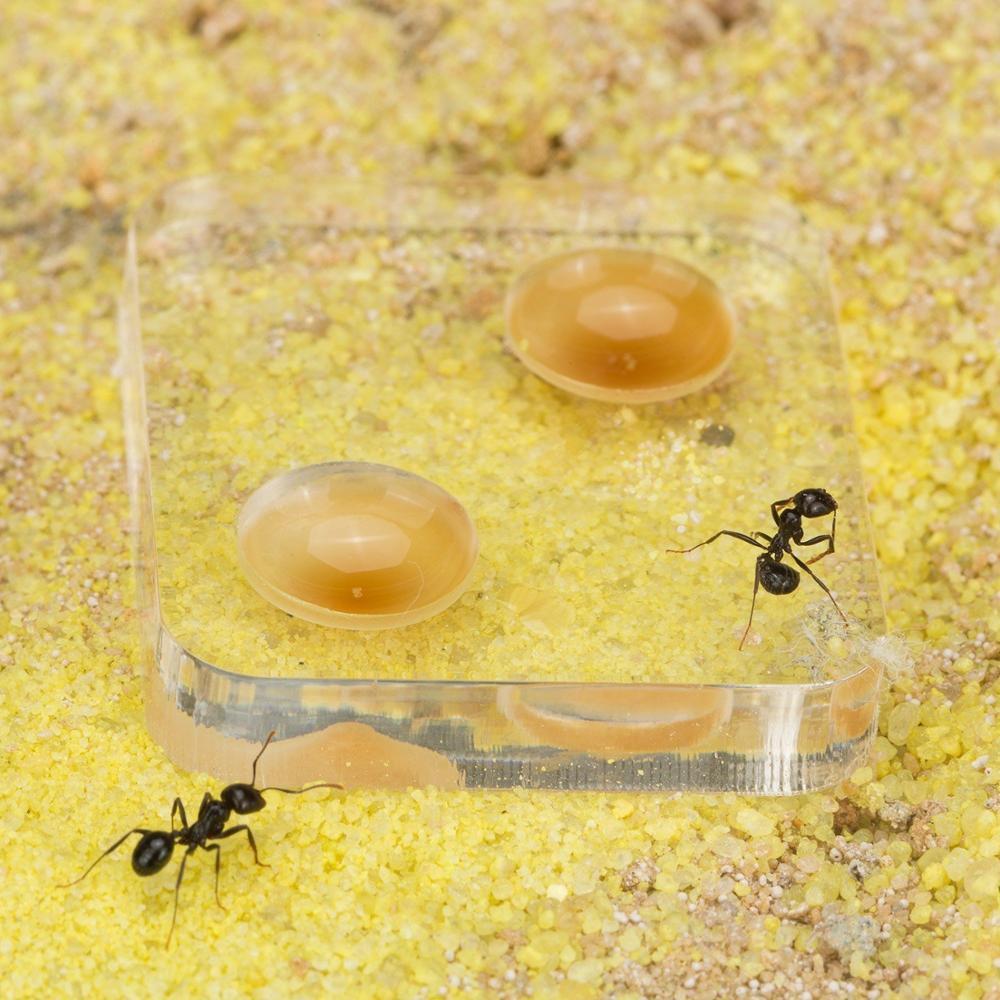 Изображение товара: Песчаный муравей фермы со свободными муравьями и королевой-образовательный формибарий для живых муравьев
