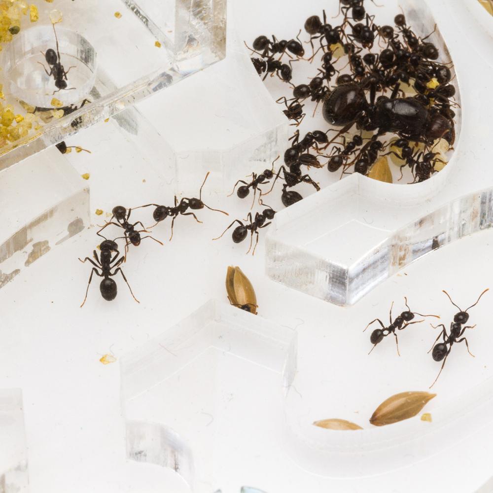 Изображение товара: Ant Farm Mushroom Kit (Free Ants with Queen)