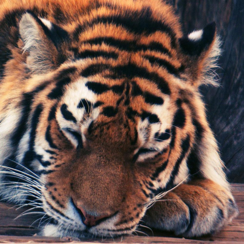 Изображение товара: Трехмодульная вертикальная картина на холсте. Спящий амурский тигр.